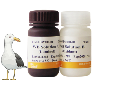 Набор с хемилюминесцентным субстратом HRP для вестерн-блоттинга EasySee® Super Western Blot Kit, 100 мл