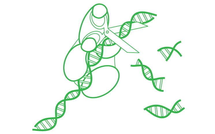 Дуплекс-специфическая нуклеаза, лиофилизированная, 50 ед. Куница