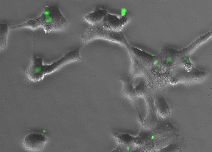 Набор для визуализации экзосом ExoGlow-Protein EV Labeling Kit (Green), 20 реакций