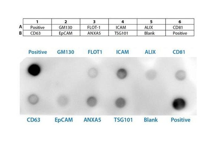 Набор антител к экзосомным маркерам Exo-Check™, 8 подложек
