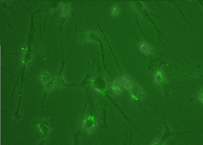 Набор для визуализации мРНК экзосом ExoGlow-RNA EV Labeling Kit, 10 реакций