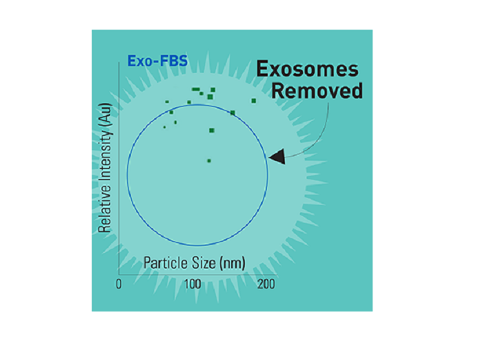 Эмбриональная бычья сыворотка без экзосом, ExoFBS, 50 мл