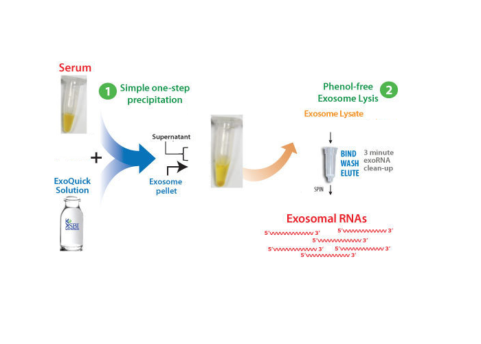 Набор SeraMir для выделения и амплификации экзосомальной РНК, 20 определений