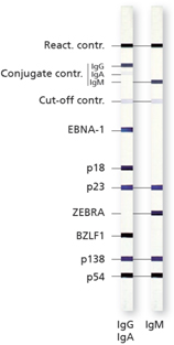 Иммуноблот Campylobacter IgA