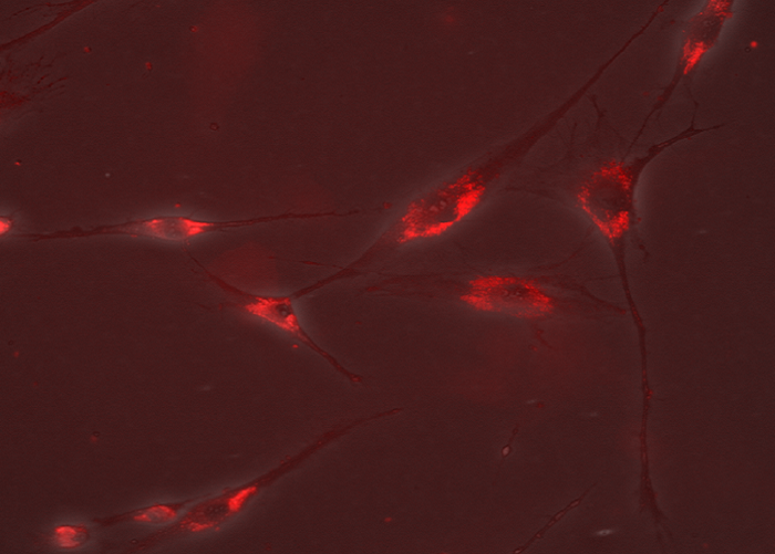 Набор для визуализации мембран экзосом ExoGlow-Membrane EV Labeling Kit, 25 реакций